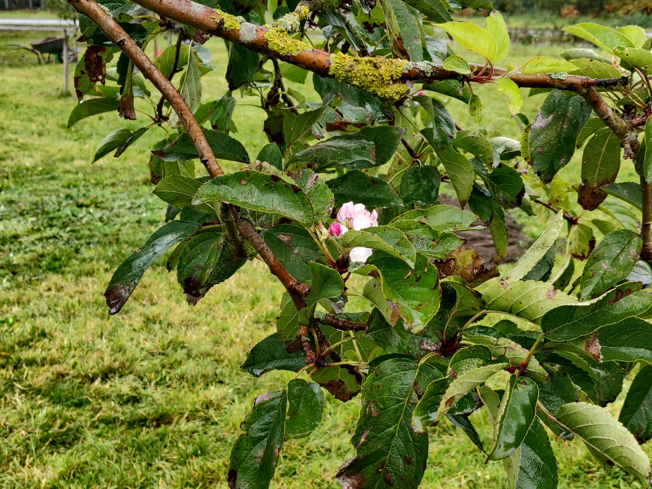 2023 10 28 Herbst auf der Streuobstwiese 11
